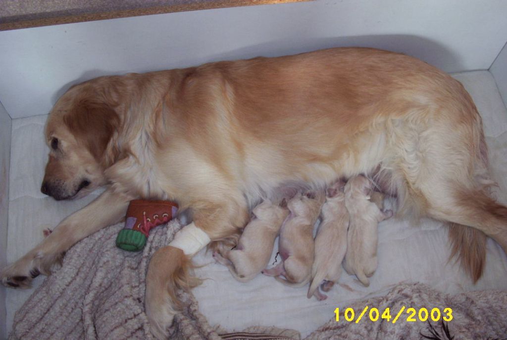Chiots de Praline et Casper ( avril 2003)