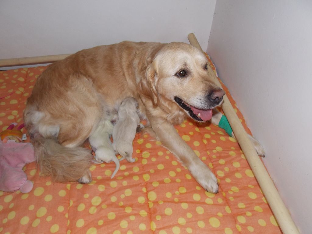 Chiots de Newfie et Manolo ( Nov 2012)