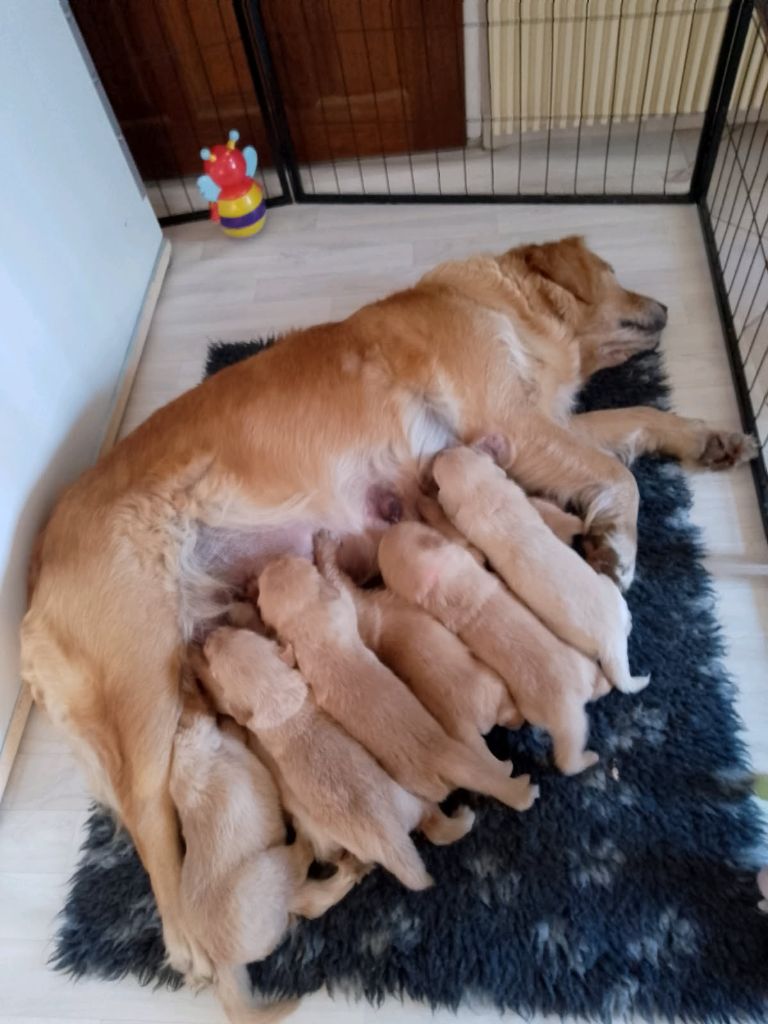 chiots de Pin'up et Tooky nés le 24 septembre 2025