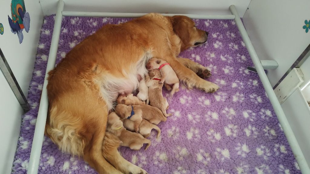 de l'Eden'Or Calypsaline - Golden Retriever - Portée née le 24/09/2025