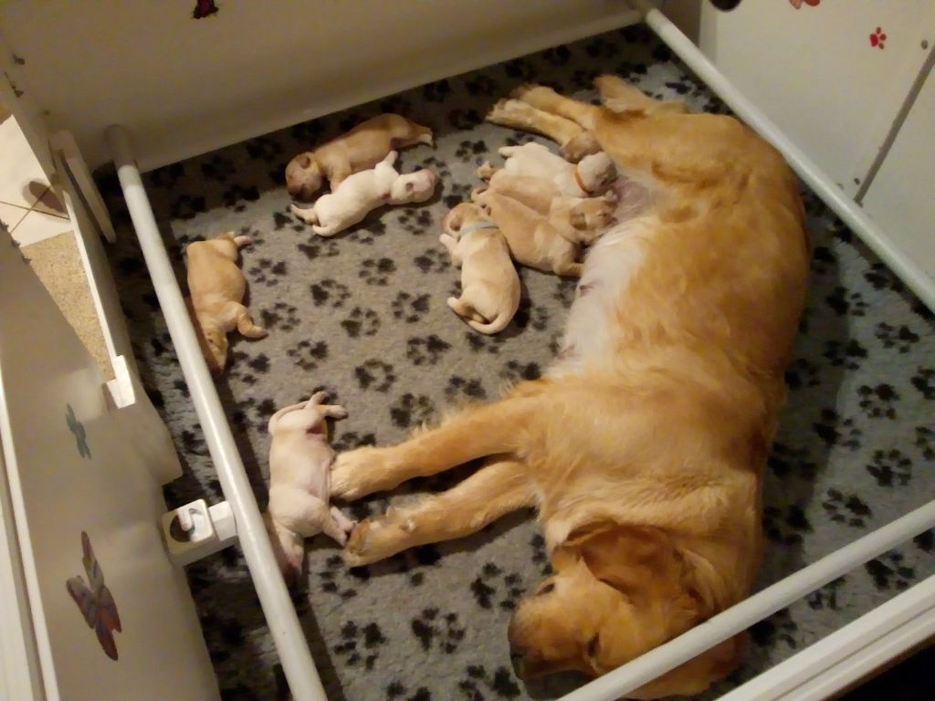 de l'Eden'Or Calypsaline - Golden Retriever - Portée née le 02/05/2021